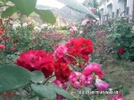 Imrankhan439 Flowers5